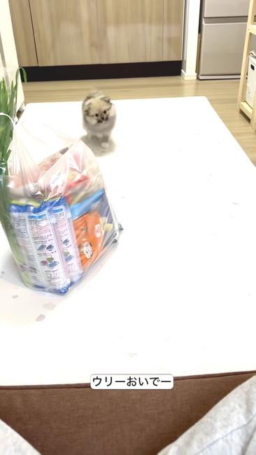 おいで