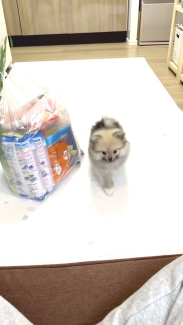 歩いてくる