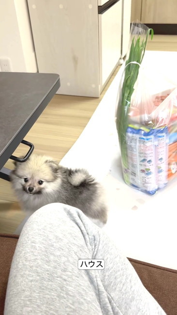 ハウス