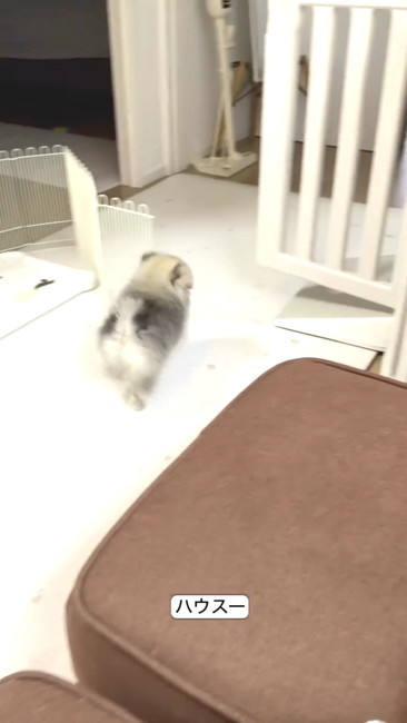 ハウスへ