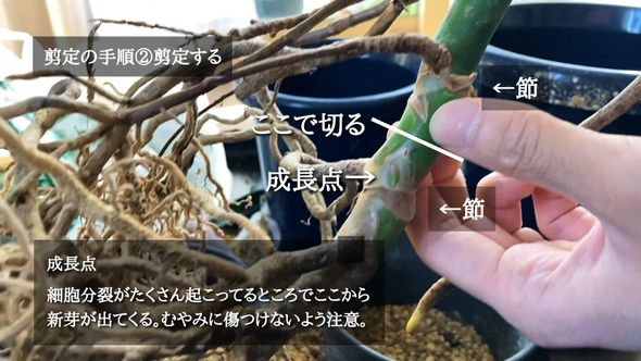 モンステラの成長点より上部をハサミで切る