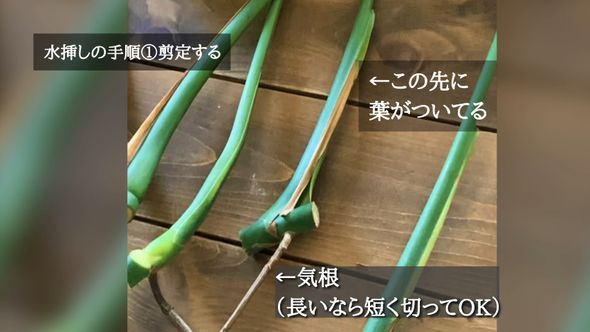 水挿しのために気根を残しつつモンステラをカット
