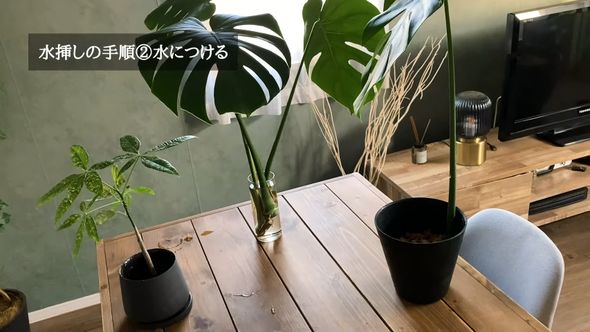 水挿ししたモンステラ