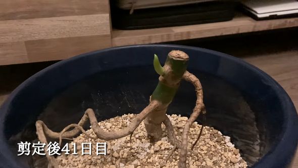 剪定（せんてい）したモンステラから新芽が出現