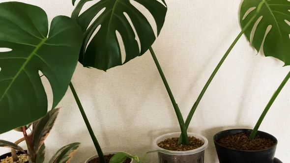 水挿ししたモンステラを鉢へ移し替える