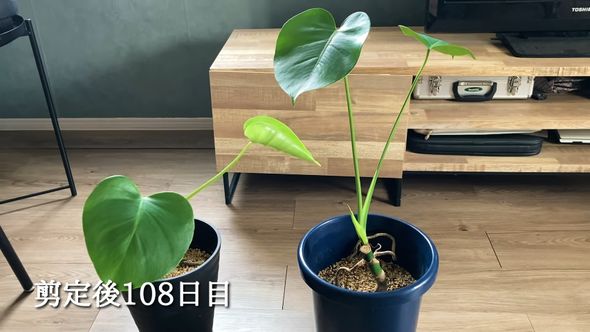 剪定（せんてい）したモンステラから伸びた葉