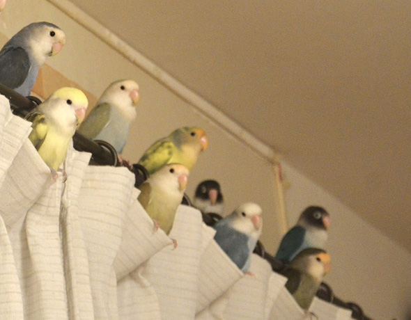 カーテンレールのインコたち右側トリミング