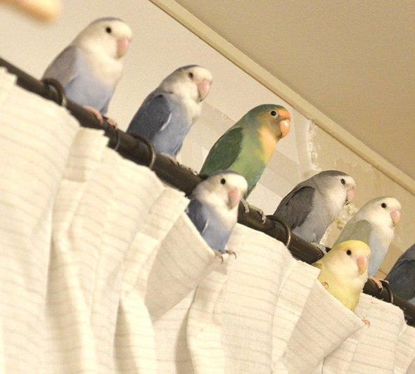 カーテンレールのインコたち左側トリミング