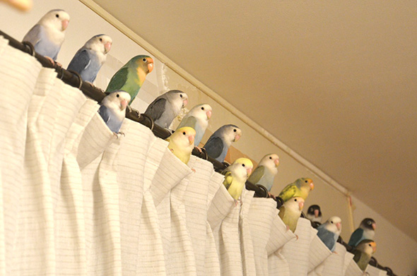 カーテンレールのインコたち