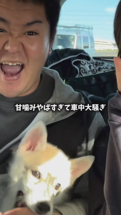 あまがみをするシベリアンハスキーのワンコ