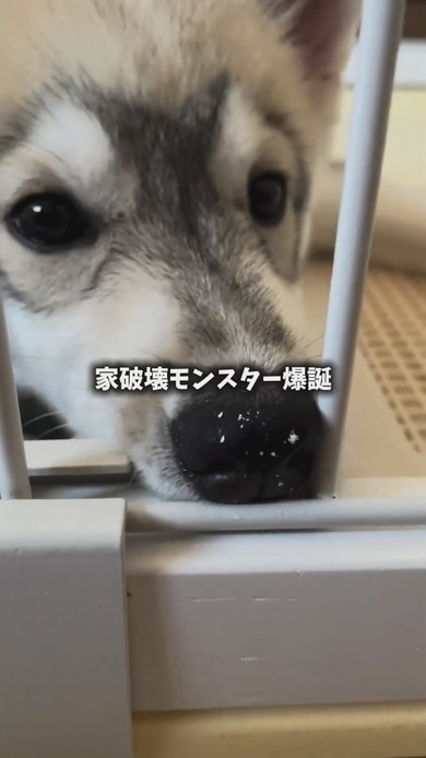 シベリアンハスキーのワンコ