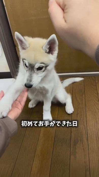 シベリアンハスキーのワンコ