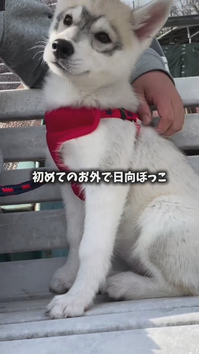 シベリアンハスキーのワンコ