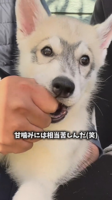 あまがみしているシベリアンハスキーのワンコ