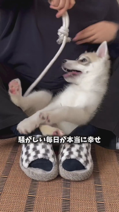 あまがみしているシベリアンハスキーのワンコ