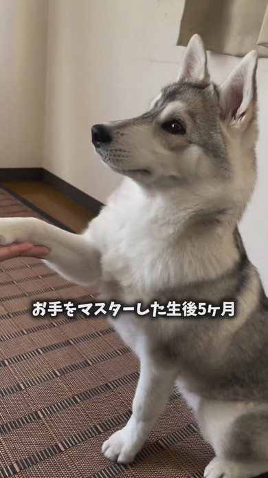 遊んでいるお手をするシベリアンハスキーのワンコ