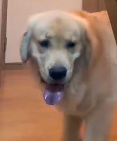 壊れたドアとゴールデンレトリバーのワンコ