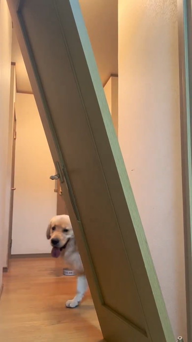 壊れたドアとゴールデンレトリバーのワンコ