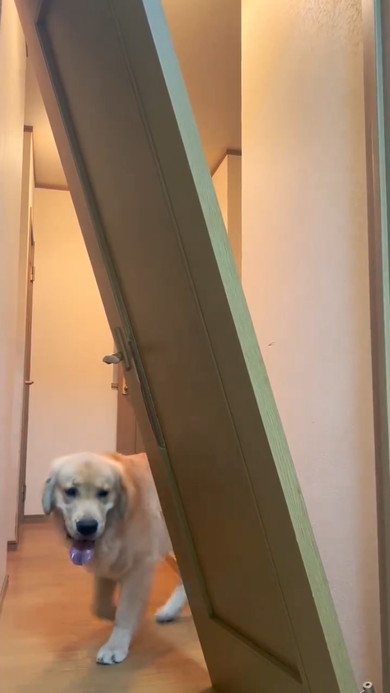 壊れたドアとゴールデンレトリバーのワンコ