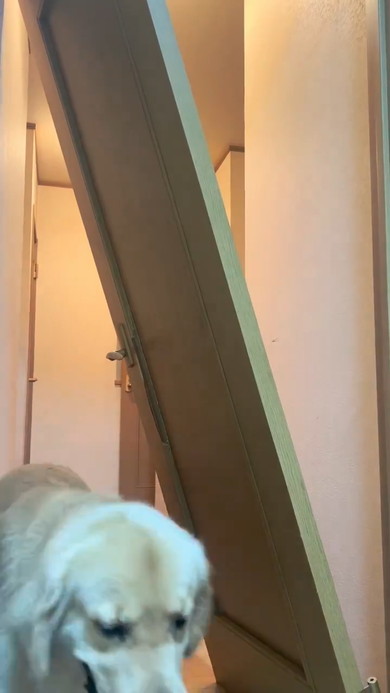 壊れたドアとゴールデンレトリバーのワンコ