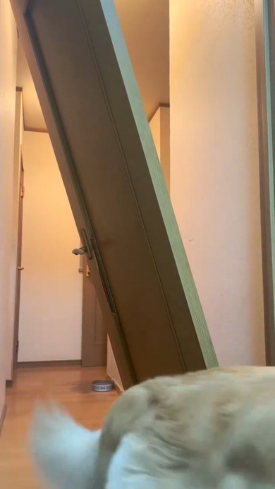 壊れたドアとゴールデンレトリバーのワンコ