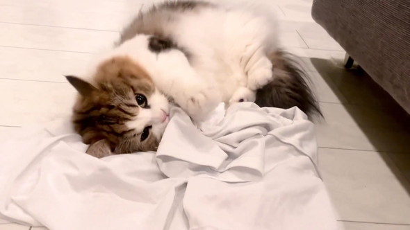 Tシャツ抱えてうごうごする猫ちゃん