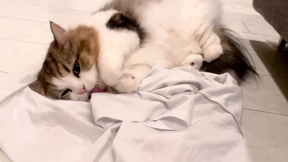 Tシャツ抱えてうごうごする猫ちゃん