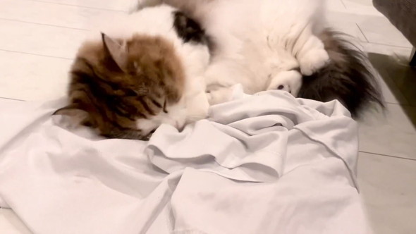 Tシャツ抱えてうごうごする猫ちゃん