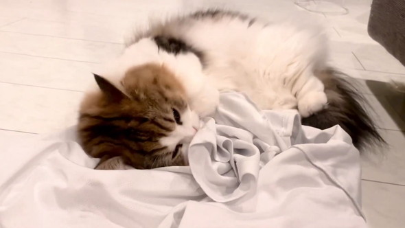 Tシャツ抱えてうごうごする猫ちゃん