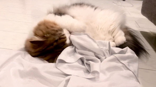 Tシャツ抱えてうごうごする猫ちゃん
