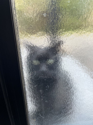 自ら保護されに来た猫