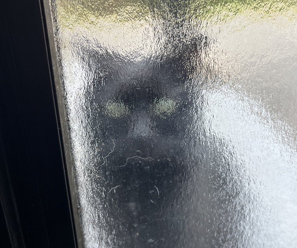 自ら保護されに来た猫