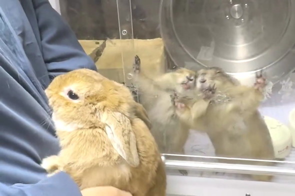 プレーリードッグ