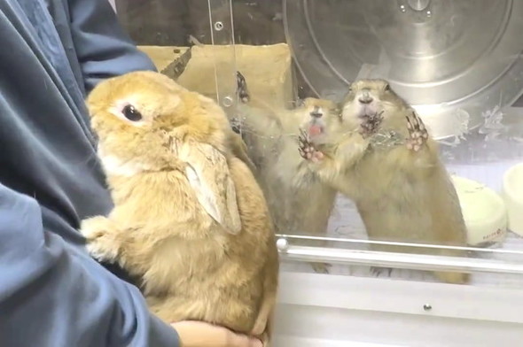 プレーリードッグ