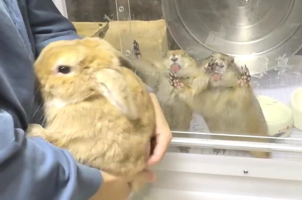 プレーリードッグ