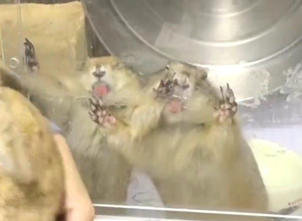 プレーリードッグ