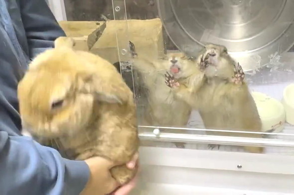 プレーリードッグ