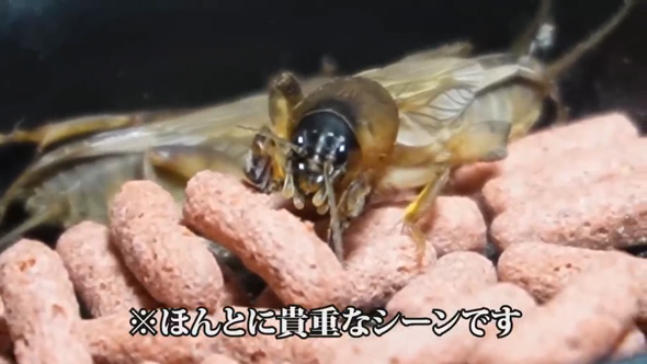 大量発生 ケラ 虫 飼育 観察 繁殖 食事 貴重