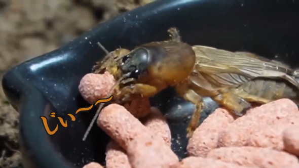 大量発生 ケラ 虫 飼育 観察 繁殖 食事 貴重