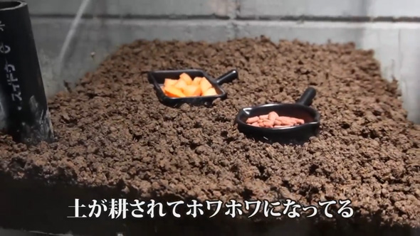 大量発生 ケラ 虫 飼育 観察 繁殖 食事 貴重