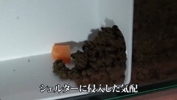 大量発生 ケラ 虫 飼育 観察 繁殖 食事 貴重