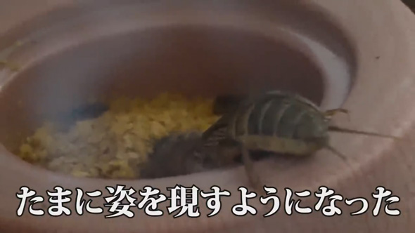 大量発生 ケラ 虫 飼育 観察 繁殖 食事 貴重