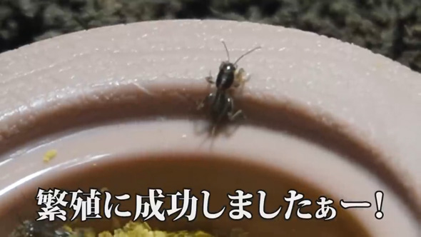 大量発生 ケラ 虫 飼育 観察 繁殖 食事 貴重