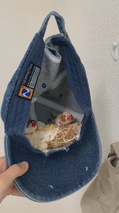 キャップの中に居るキンカチョウ2羽