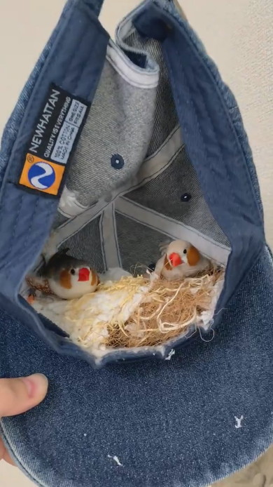 キャップの中に居るキンカチョウ2羽