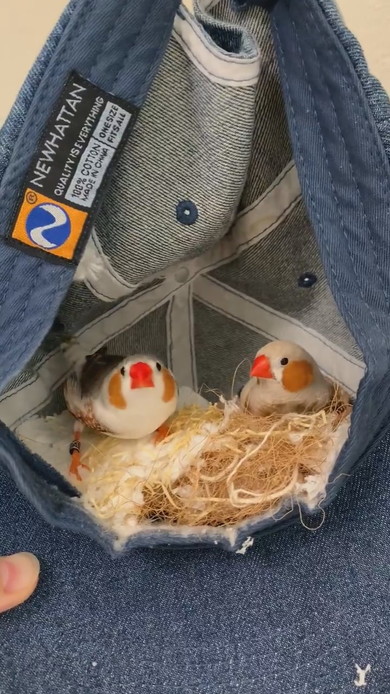 キャップの中に居るキンカチョウ2羽