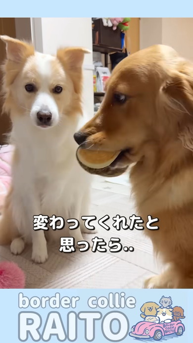 ボーダーコリーとゴールデンレトリバーのワンコ