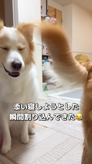 ボーダーコリーとゴールデンレトリバーのワンコ