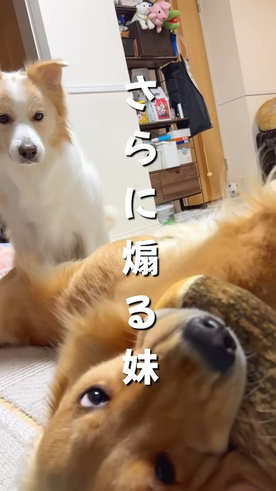 ボーダーコリーとゴールデンレトリバーのワンコ