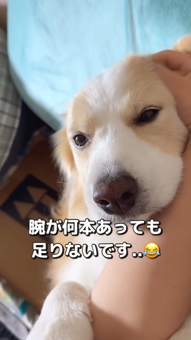 ボーダーコリーのワンコ